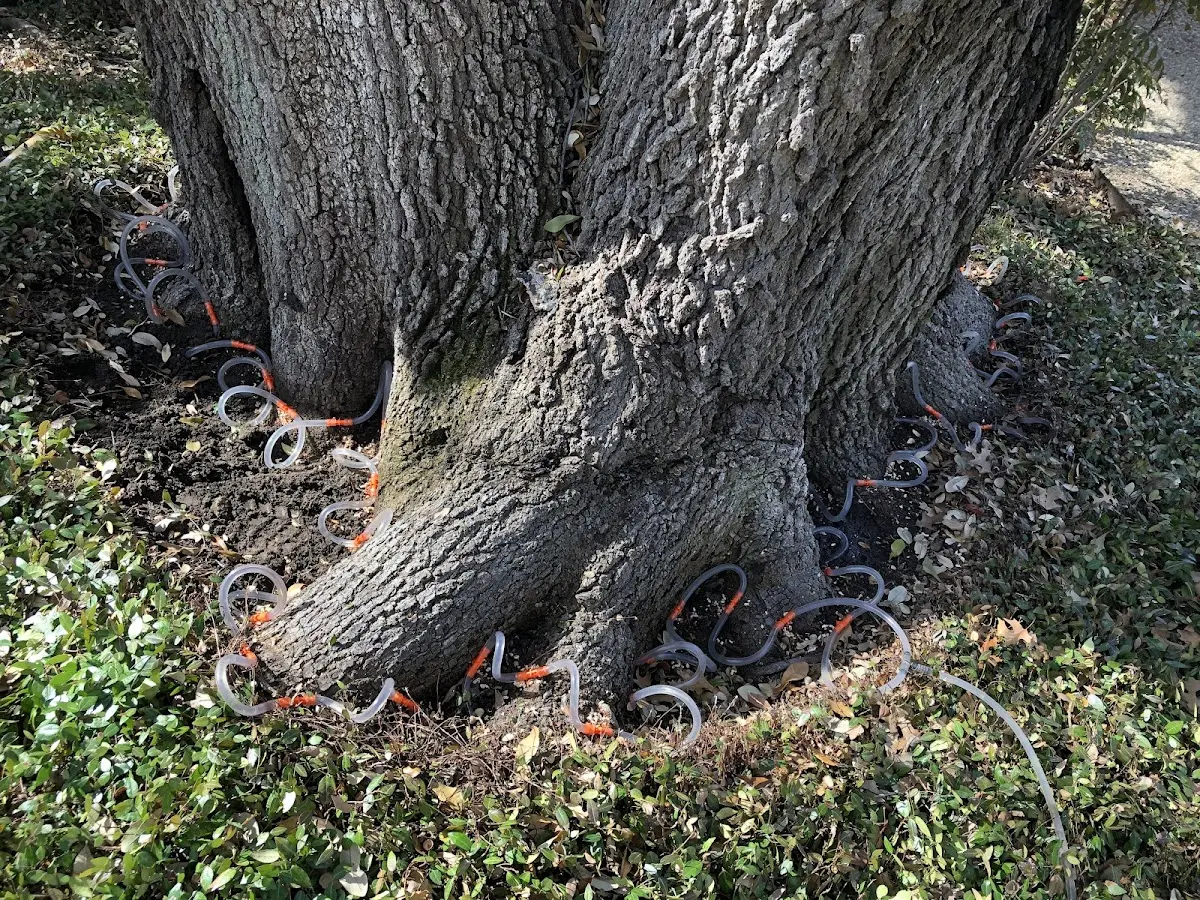 Detailed Tree Cabling and Bracing job site in De Kalb